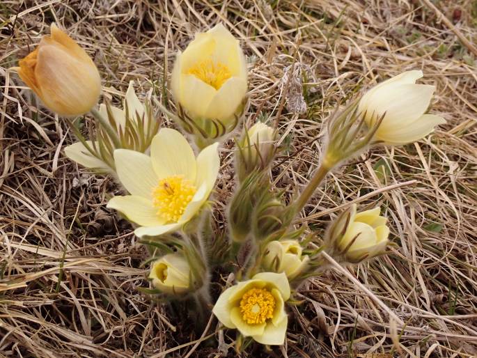 Pulsatilla flavescens