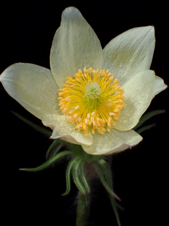 Pulsatilla flavescens