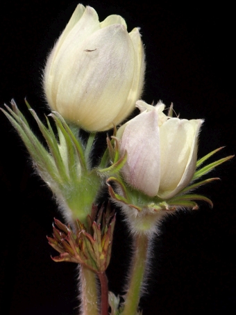 Pulsatilla flavescens