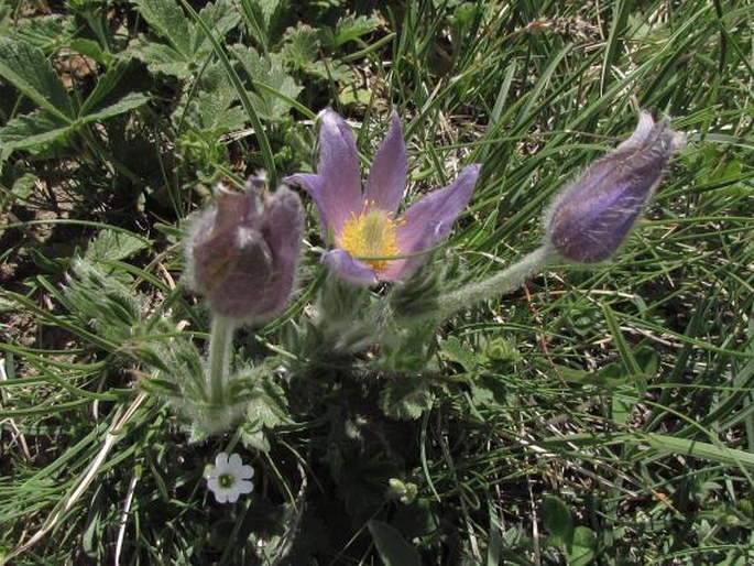 PULSATILLA HALLERI (All.) Willd. - koniklec Hallerův / poniklec