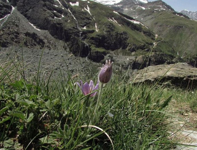 Pulsatilla halleri