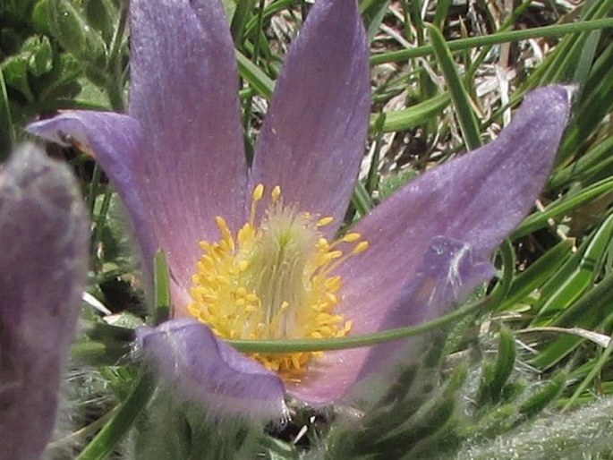 Pulsatilla halleri