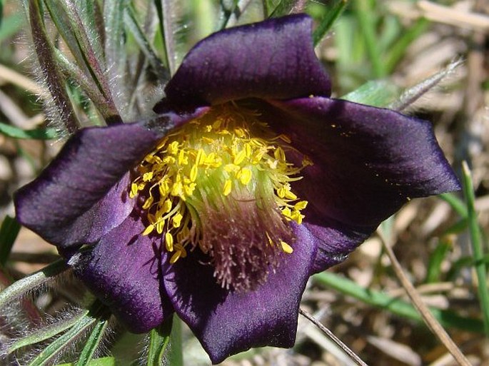 Pulsatilla pratensis subsp. bohemica