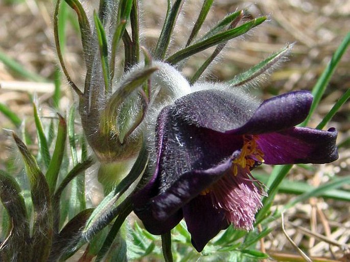 Pulsatilla pratensis subsp. bohemica