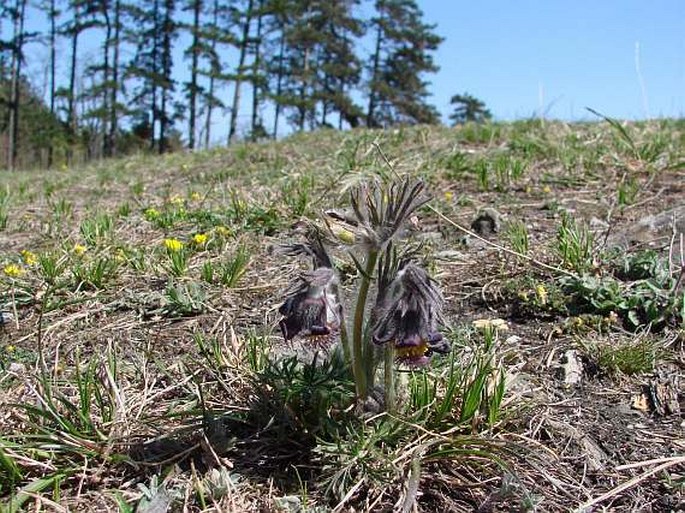 Pulsatilla pratensis subsp. bohemica