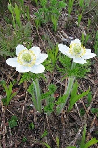 Pulsatilla occidentalis