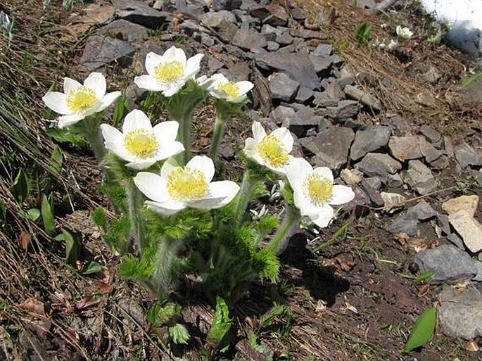 Pulsatilla occidentalis