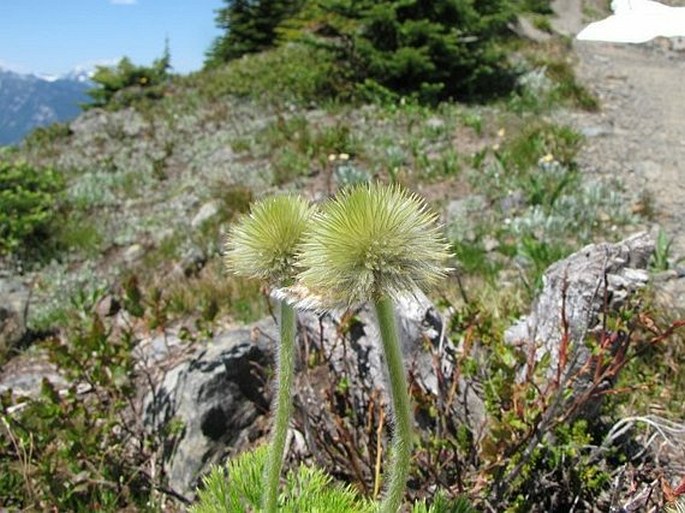 Pulsatilla occidentalis