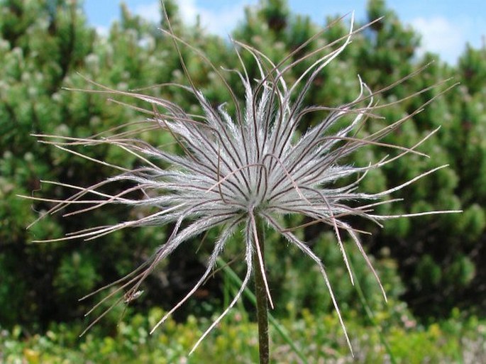 Pulsatilla alpina subsp. alba