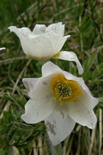 Pulsatilla alpina subsp. austroalpina