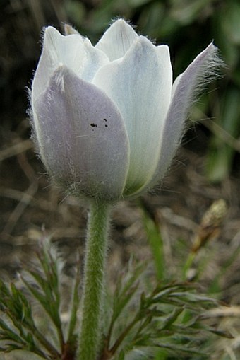 Pulsatilla alpina subsp. austroalpina