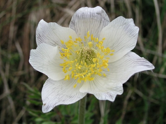 PULSATILLA ALPINA subsp. AUSTROALPINA D. M. Moser - koniklec / poniklec