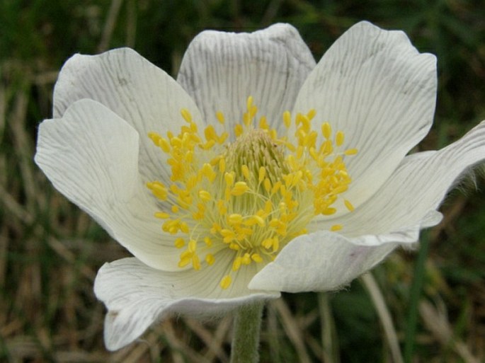 Pulsatilla alpina subsp. austroalpina