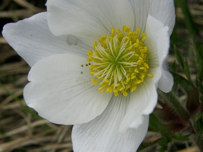 Pulsatilla alpina subsp. austroalpina