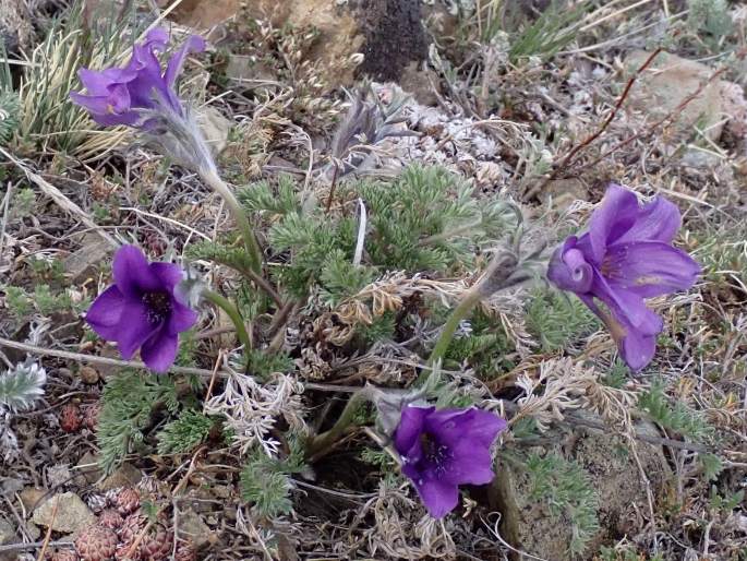 Pulsatilla bungeana