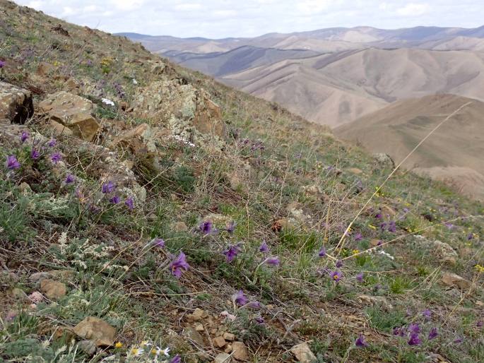 Pulsatilla bungeana