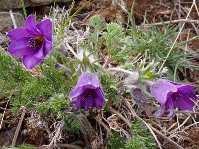 Pulsatilla bungeana