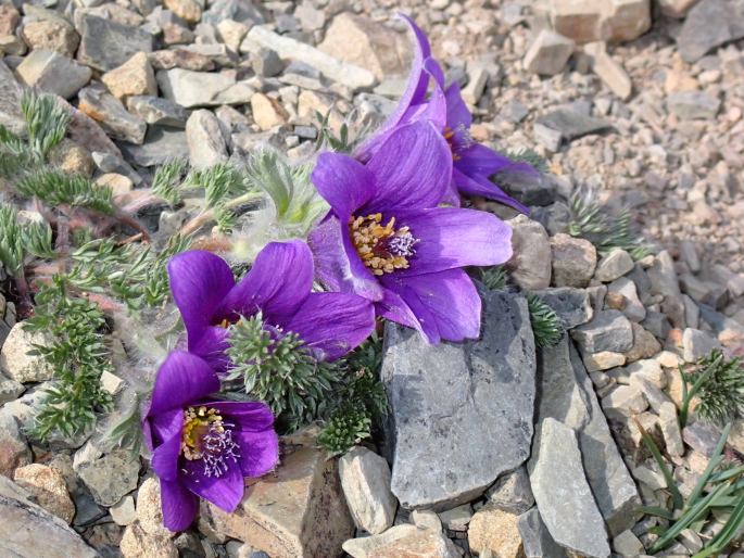 Pulsatilla bungeana