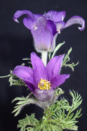 Pulsatilla bungeana