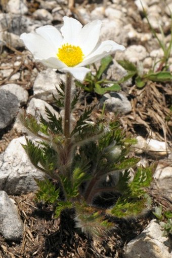 Pulsatilla alpina subsp. millefoliata