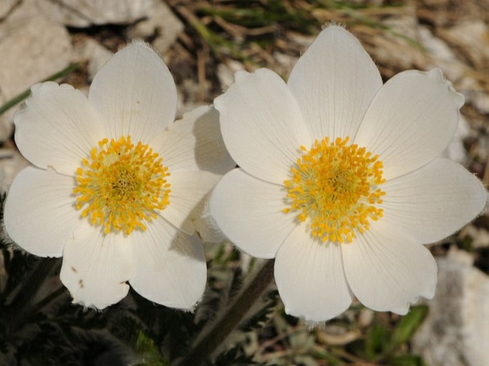Pulsatilla alpina subsp. millefoliata