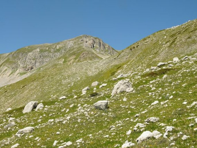 Pulsatilla alpina subsp. millefoliata