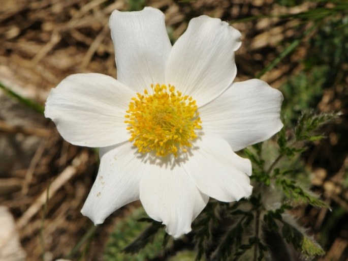 PULSATILLA ALPINA subsp. MILLEFOLIATA (Bertol.) D. M. Moser - koniklec / poniklec