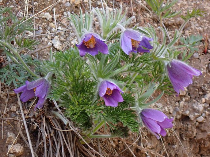 Pulsatilla turczaninovii