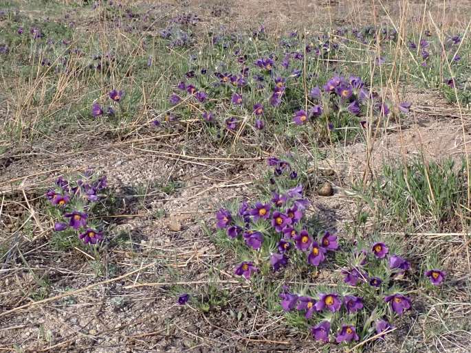 Pulsatilla turczaninovii