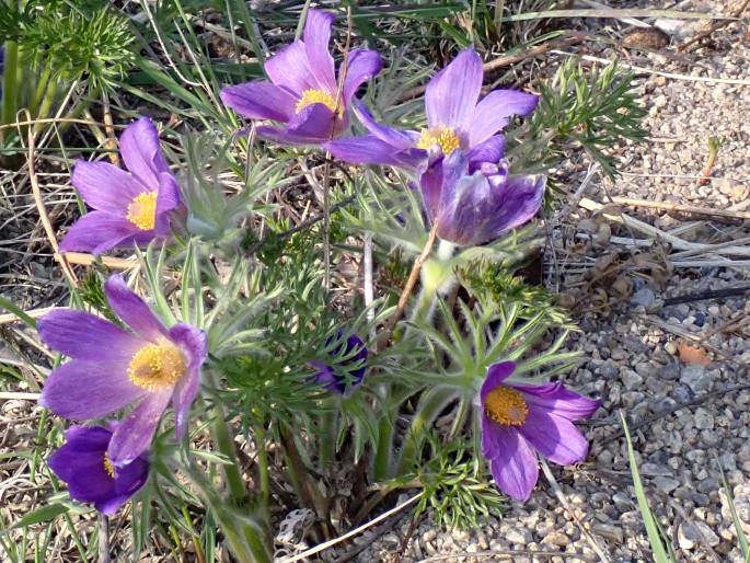 Pulsatilla turczaninovii