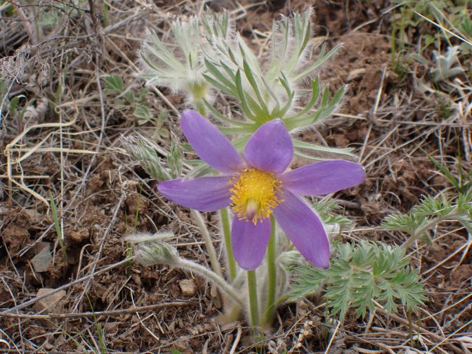 Pulsatilla turczaninovii