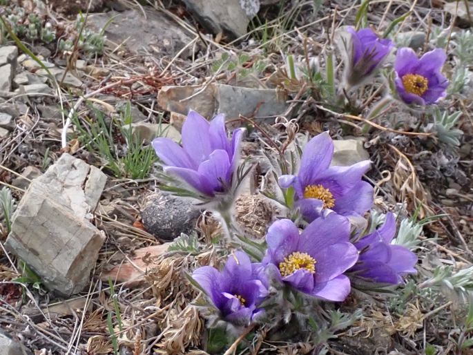 Pulsatilla turczaninovii