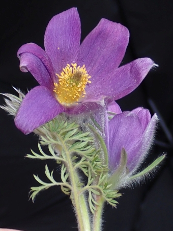 Pulsatilla turczaninovii