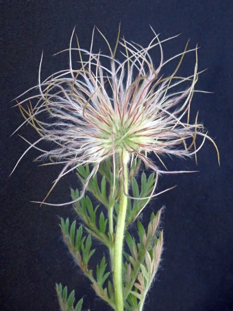 Pulsatilla turczaninovii