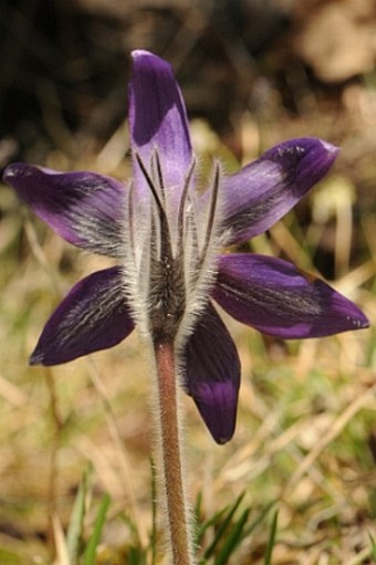 Pulsatilla styriaca