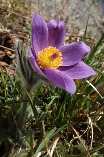 Pulsatilla styriaca