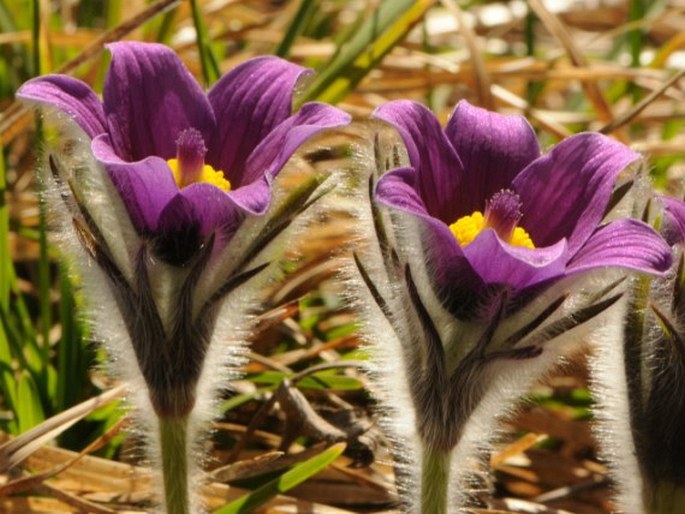 Pulsatilla styriaca