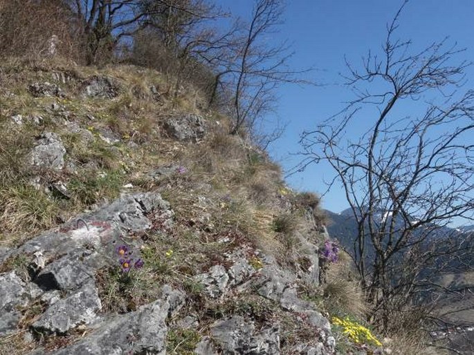 Pulsatilla styriaca