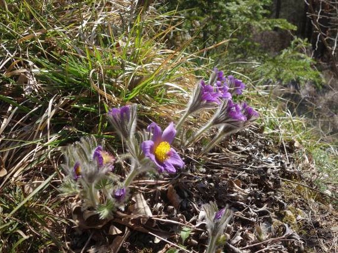 Pulsatilla styriaca