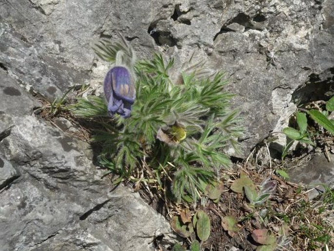 Pulsatilla styriaca