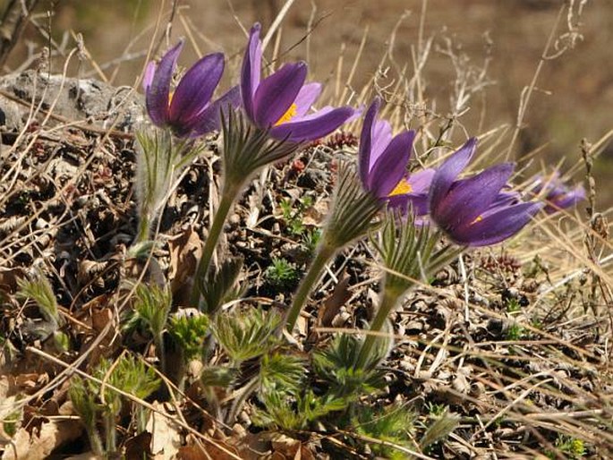 Pulsatilla styriaca