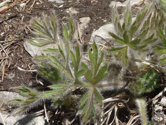 Pulsatilla styriaca