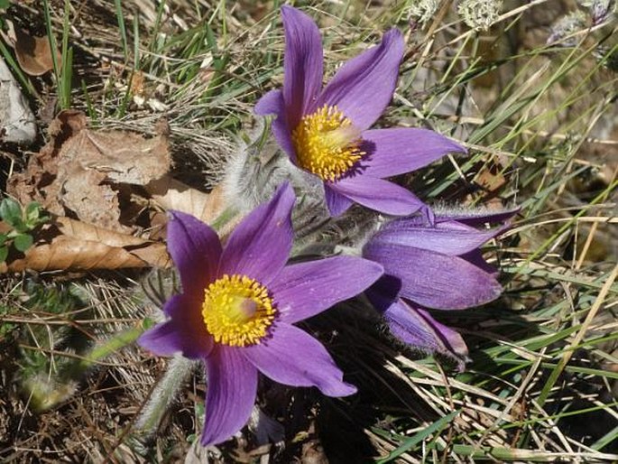 Pulsatilla styriaca