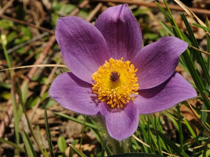 Pulsatilla styriaca