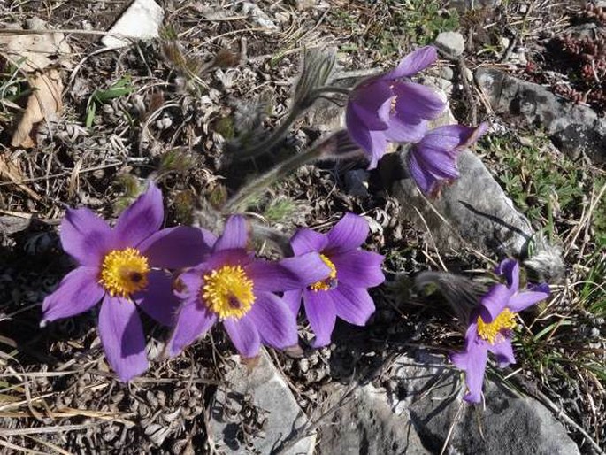 Pulsatilla styriaca