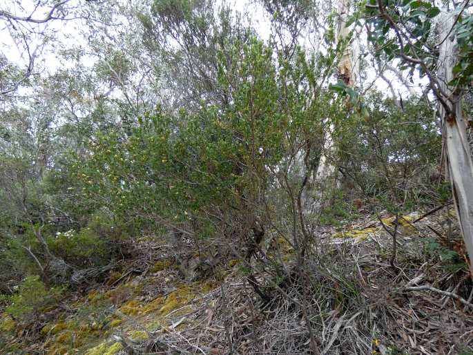 Pultenaea daphnoides