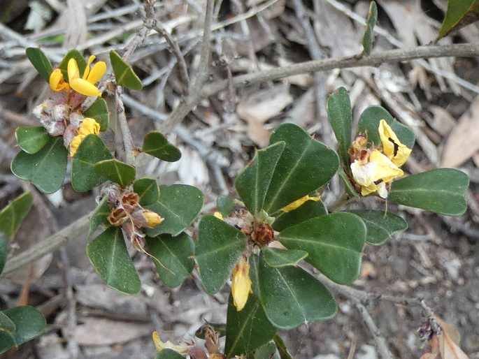 Pultenaea daphnoides