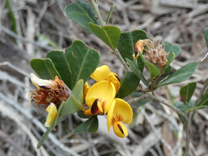 Pultenaea daphnoides