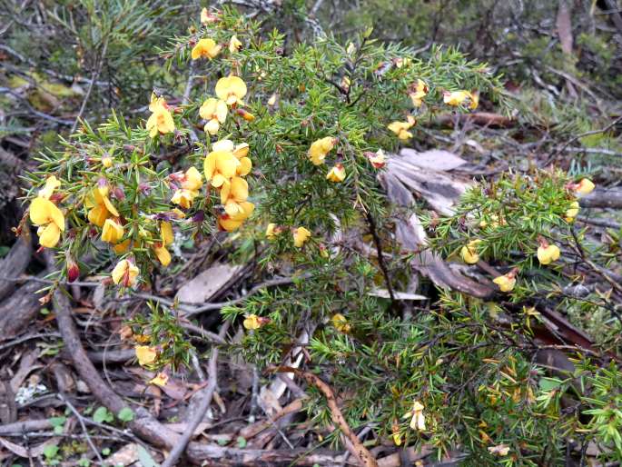 Pultenaea juniperina