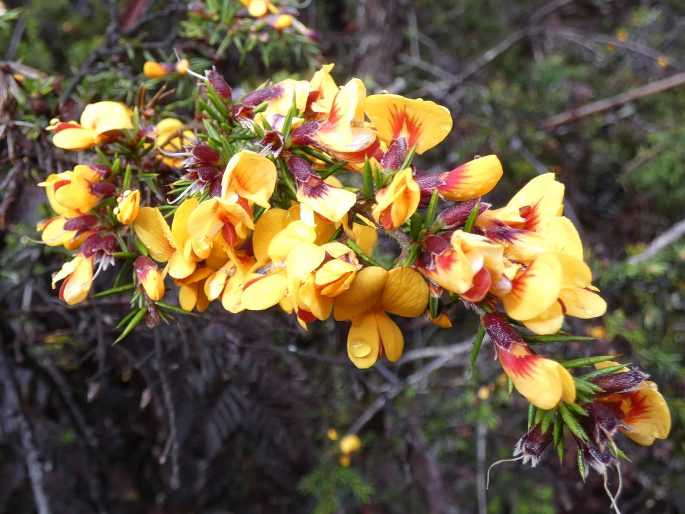 Pultenaea juniperina